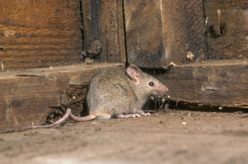 Diese kleine Maus ist ein ungebetener Gast.